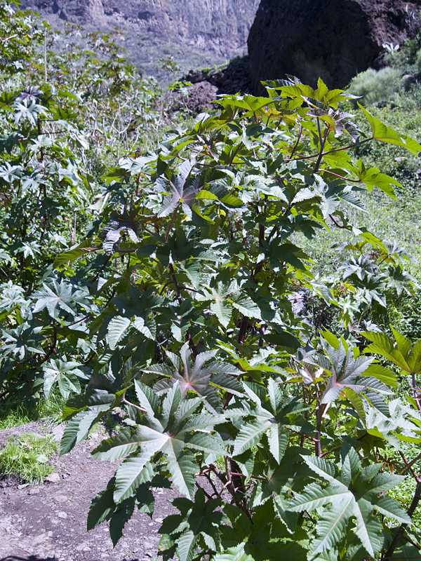 Rhizinus