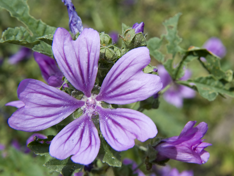 Malve/Malvenblüten