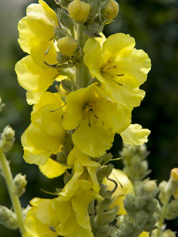 Königskerzenblüten