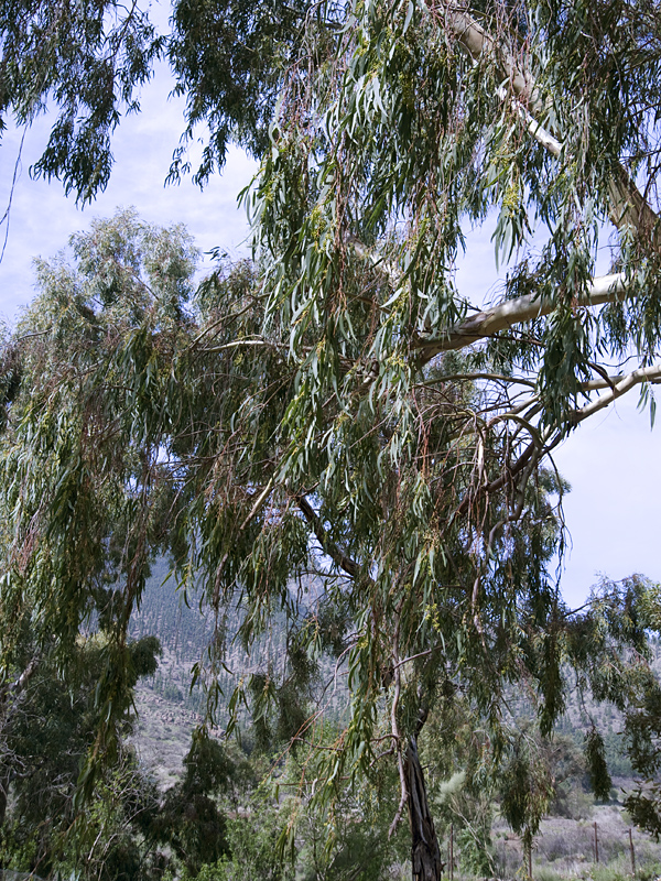 Eukalyptus