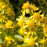 Echte Goldrute (Solidago virgaurea)