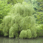 Weidenrinde