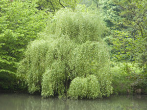 Weidenrinde