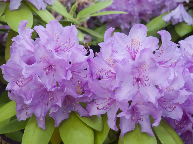 Rhododendron-Blüten