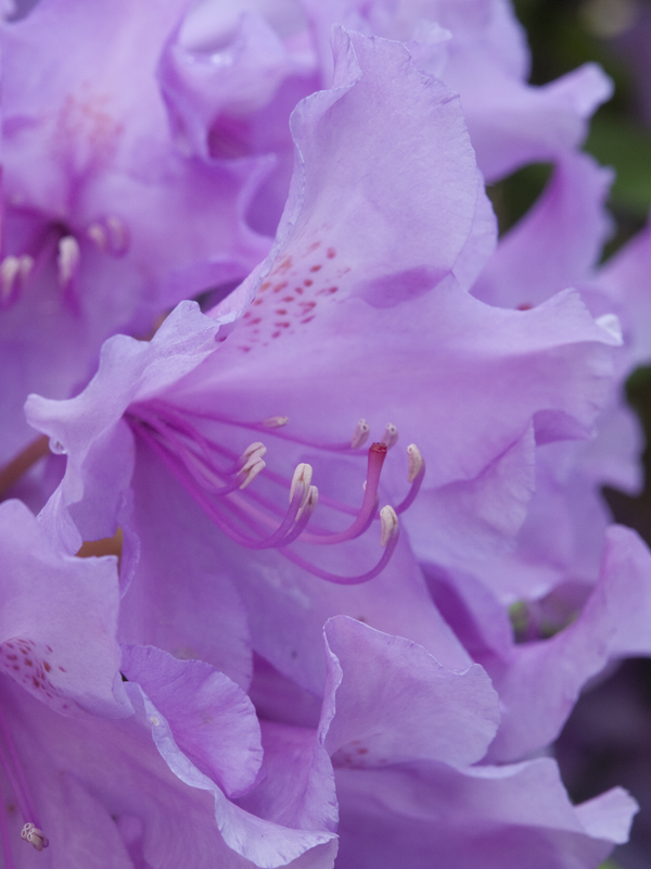Rhododendronblüte, Nahaufnahme