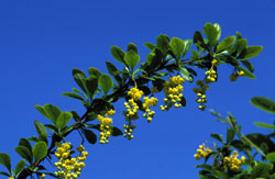 Berberitze (Berberis vulgaris)