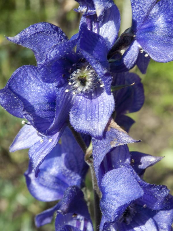 Blauer Sturmhut