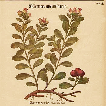 Arzneipflanzen-Merkblätter des Kaiserlichen Gesundheitsamts: Nr. 2, Bärentraubenblätter (1917)
