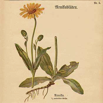 Arzneipflanzen-Merkblätter des Kaiserlichen Gesundheitsamts: Nr. 5, Arnikablüten (1917)