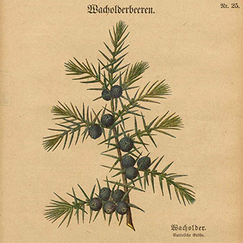 Arzneipflanzen-Merkblätter des Kaiserlichen Gesundheitsamts: Nr. 25, Wacholderbeeren (1917)