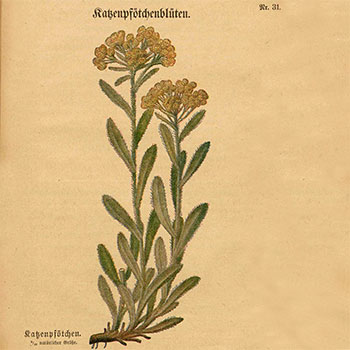 Arzneipflanzen-Merkblätter des Kaiserlichen Gesundheitsamts: Nr. 31, Katzenpfötchenblüten (1917)