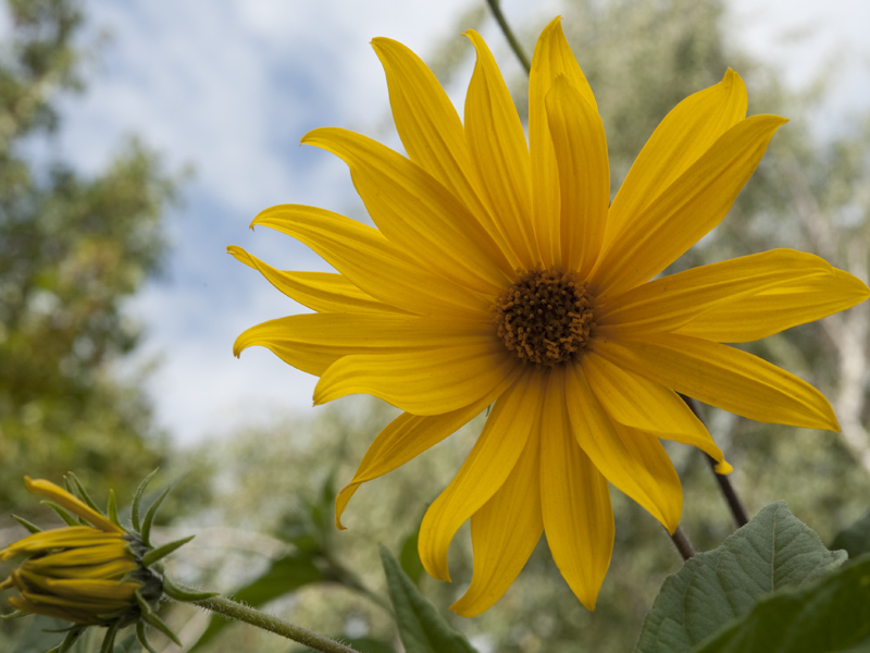 Tompinambur (Helianthus tuberosus)