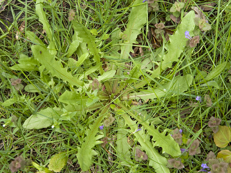 Löwenzahnsalat (c)