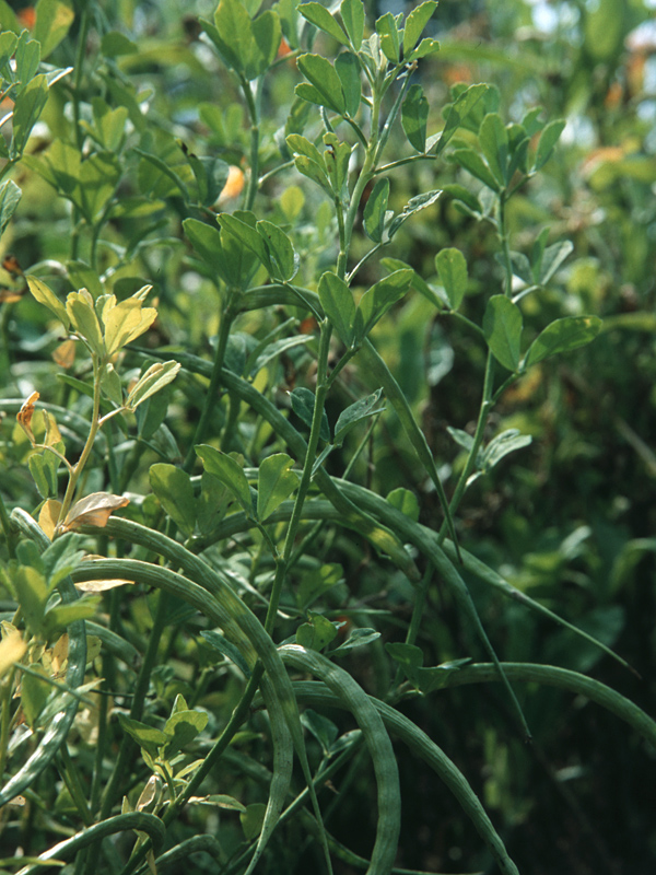 Heilpflanzen in der Dermatologie (Teil 1)Bockshornklee (Trigonella foenum-graecum)