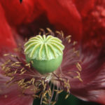 Opium/Papaver somniferum