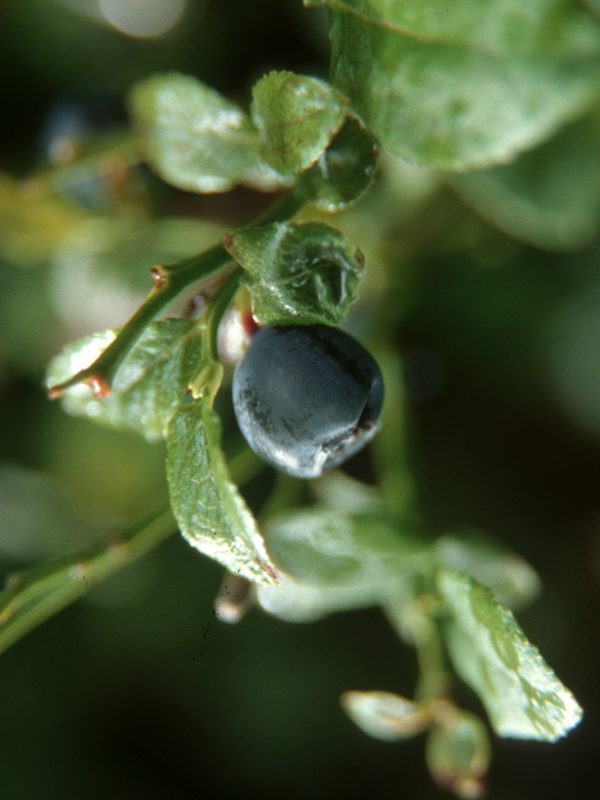 Blaubeeren