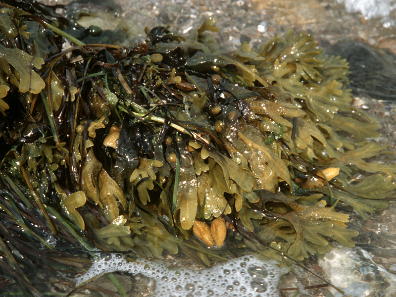 Teerezept: Tang (Fucus)