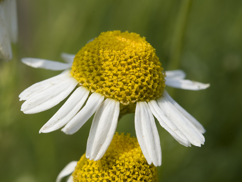Teerezept: Römische Kamillenblüten