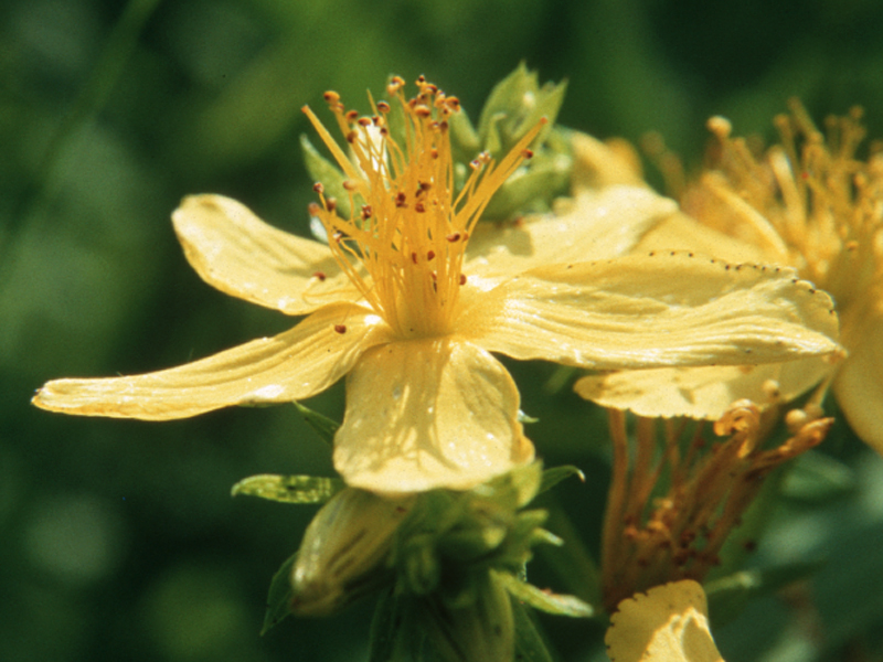 Johanniskraut (Hypericum perforatum)
