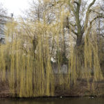 Weide (Salicacea)