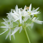 Bärlauchblüte