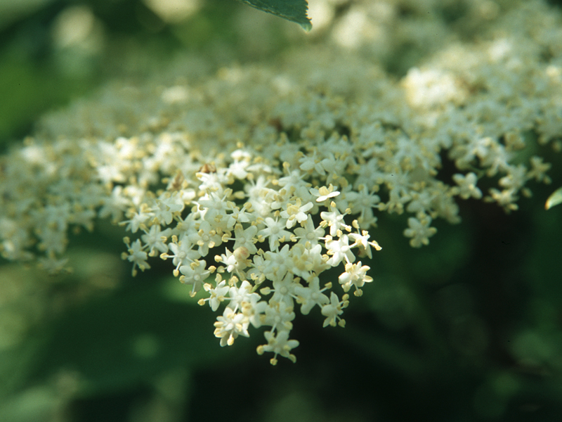 Holunderblüten in Dinkelpfannkuchenteig