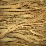 Radix ginseng