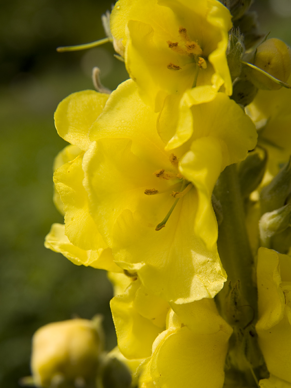 Königskerzenblüten-Butter