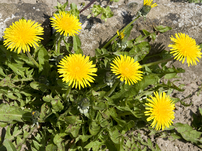 Löwenzahn-Eiersalat