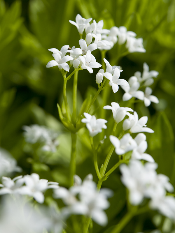Waldmeistersahne