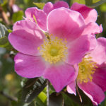 Wild Rose / Heckenrose