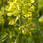 Mustard / Wilder Senf