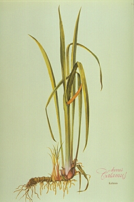 Acorus Calamus