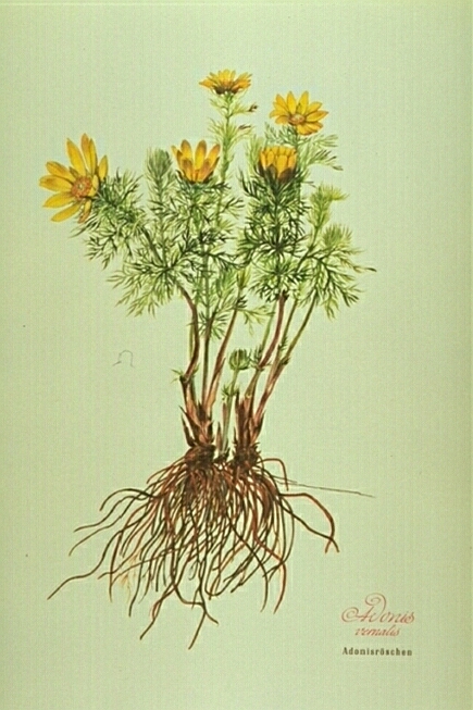 Adonis Vernalis