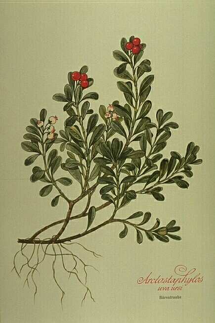 Arctostaphylos Uva Ursi