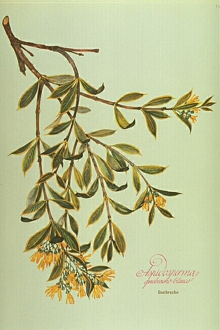 Aspidosperma Quebracho