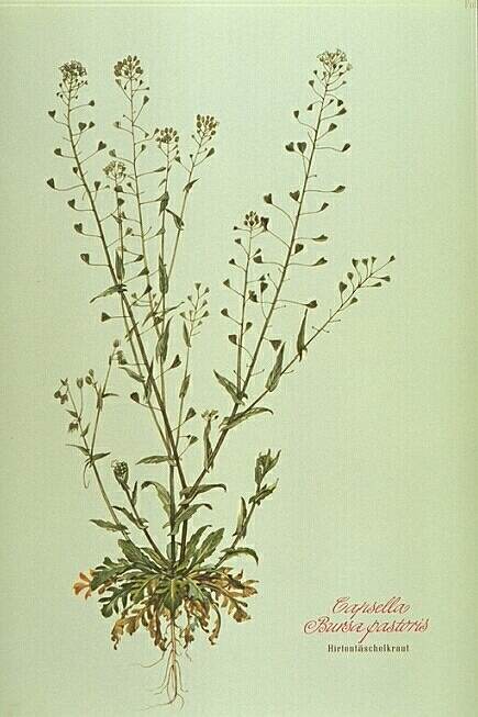 Capsella Bursa Pastoris