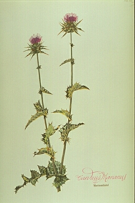 Mariendistel