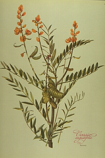 Cassia Angustifolia