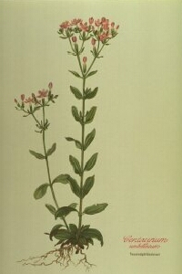 Centaurium Umbellatum