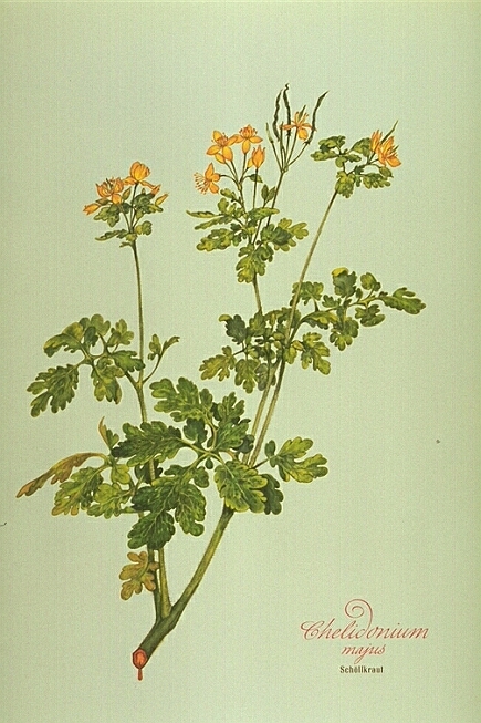 Chelidonium Majus