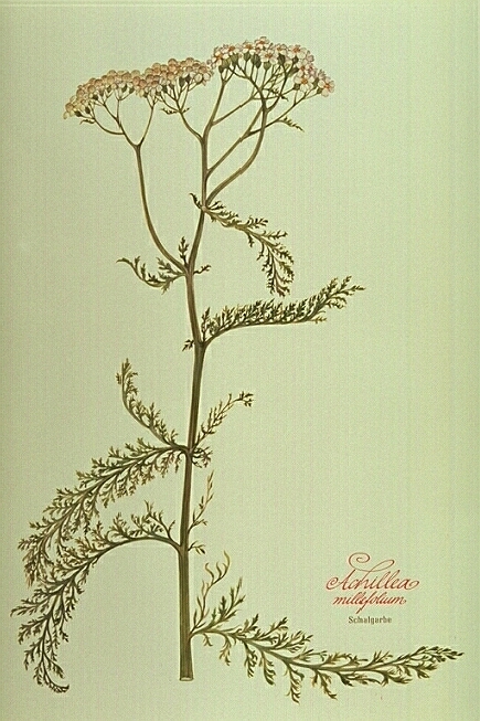 Schafgarbe