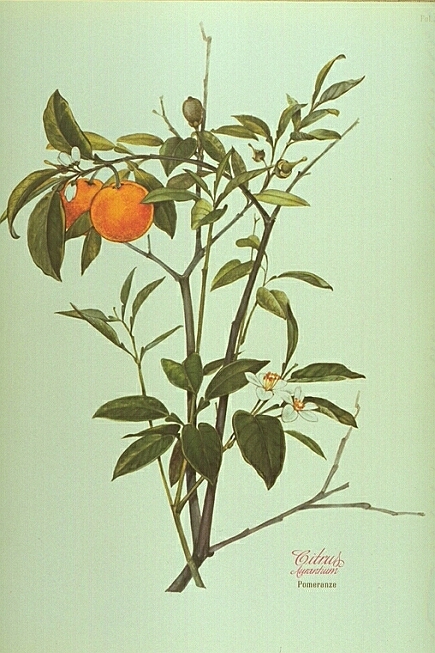 Pomeranze