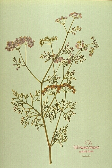 Coriandrum Sativum