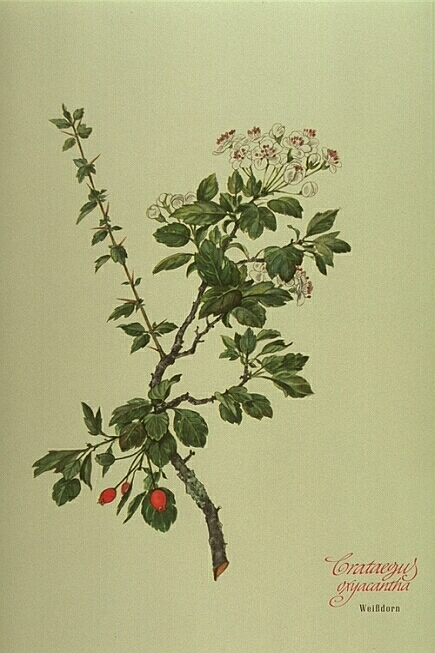 Crataegus Oxyacantha L.