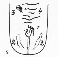 Zungenbild