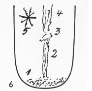 Zungenbild