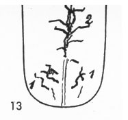 Zungenbild