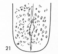 Zungenbild