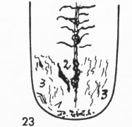 Zungenbild